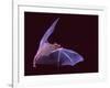 Sanborn's Long-nosed Bat, Arizona, USA-David Northcott-Framed Photographic Print