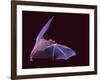 Sanborn's Long-nosed Bat, Arizona, USA-David Northcott-Framed Photographic Print