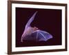 Sanborn's Long-nosed Bat, Arizona, USA-David Northcott-Framed Photographic Print