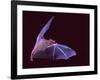 Sanborn's Long-nosed Bat, Arizona, USA-David Northcott-Framed Photographic Print