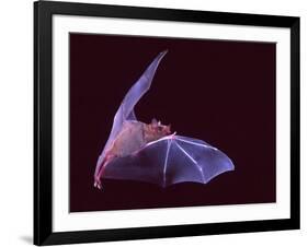 Sanborn's Long-nosed Bat, Arizona, USA-David Northcott-Framed Photographic Print