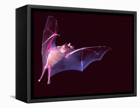 Sanborn's Long-nosed Bat, Arizona, USA-David Northcott-Framed Stretched Canvas