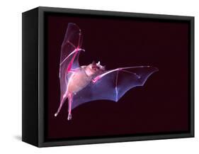 Sanborn's Long-nosed Bat, Arizona, USA-David Northcott-Framed Stretched Canvas