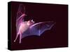 Sanborn's Long-nosed Bat, Arizona, USA-David Northcott-Stretched Canvas