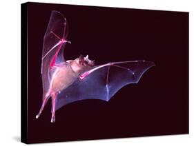 Sanborn's Long-nosed Bat, Arizona, USA-David Northcott-Stretched Canvas