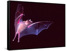 Sanborn's Long-nosed Bat, Arizona, USA-David Northcott-Framed Stretched Canvas