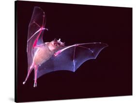 Sanborn's Long-nosed Bat, Arizona, USA-David Northcott-Stretched Canvas