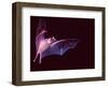 Sanborn's Long-nosed Bat, Arizona, USA-David Northcott-Framed Photographic Print