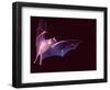 Sanborn's Long-nosed Bat, Arizona, USA-David Northcott-Framed Photographic Print