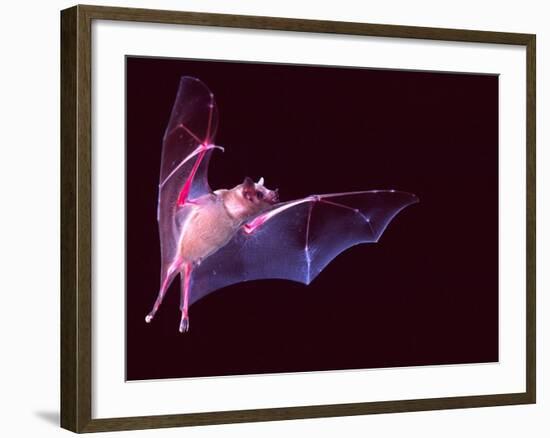 Sanborn's Long-nosed Bat, Arizona, USA-David Northcott-Framed Photographic Print