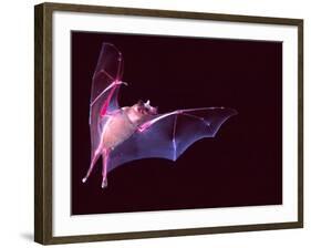 Sanborn's Long-nosed Bat, Arizona, USA-David Northcott-Framed Photographic Print