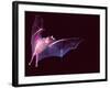 Sanborn's Long-nosed Bat, Arizona, USA-David Northcott-Framed Photographic Print