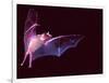 Sanborn's Long-nosed Bat, Arizona, USA-David Northcott-Framed Photographic Print