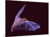 Sanborn's Long-nosed Bat, Arizona, USA-David Northcott-Stretched Canvas