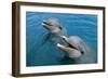 Sanctuary Bay, Grand Bahama. Bahamas. Unexso. Program Swim and close Encounter with the Dolphins, 2-null-Framed Giclee Print