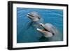 Sanctuary Bay, Grand Bahama. Bahamas. Unexso. Program Swim and close Encounter with the Dolphins, 2-null-Framed Giclee Print