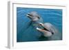 Sanctuary Bay, Grand Bahama. Bahamas. Unexso. Program Swim and close Encounter with the Dolphins, 2-null-Framed Giclee Print