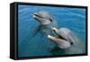 Sanctuary Bay, Grand Bahama. Bahamas. Unexso. Program Swim and close Encounter with the Dolphins, 2-null-Framed Stretched Canvas