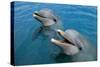 Sanctuary Bay, Grand Bahama. Bahamas. Unexso. Program Swim and close Encounter with the Dolphins, 2-null-Stretched Canvas
