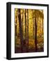 Sanctuary Woods I-Kathy Mansfield-Framed Art Print