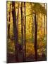 Sanctuary Woods I-Kathy Mansfield-Mounted Art Print