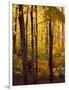 Sanctuary Woods I-Kathy Mansfield-Framed Art Print