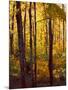 Sanctuary Woods I-Kathy Mansfield-Mounted Art Print