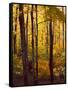 Sanctuary Woods I-Kathy Mansfield-Framed Stretched Canvas