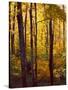 Sanctuary Woods I-Kathy Mansfield-Stretched Canvas