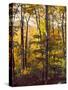 Sanctuary Woods II-Kathy Mansfield-Stretched Canvas