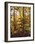 Sanctuary Woods II-Kathy Mansfield-Framed Art Print