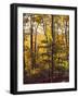 Sanctuary Woods II-Kathy Mansfield-Framed Art Print