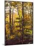 Sanctuary Woods II-Kathy Mansfield-Mounted Art Print