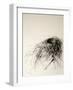 Sanctuary-Kris Ekstrand-Framed Art Print