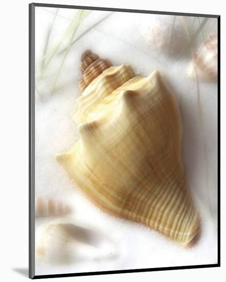 Sand and Shell VI-Donna Geissler-Mounted Art Print