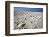 Sand and Shells, Japsand, Schleswig-Holstein Wadden Sea National Park, Germany, April 2009-Novák-Framed Photographic Print