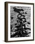 Sand, c.1970-Brett Weston-Framed Photographic Print