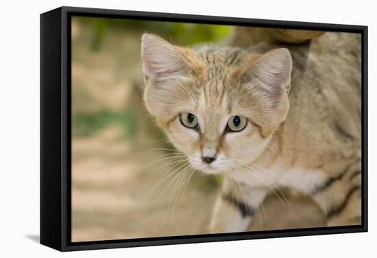 Sand Cat-null-Framed Stretched Canvas