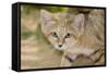 Sand Cat-null-Framed Stretched Canvas