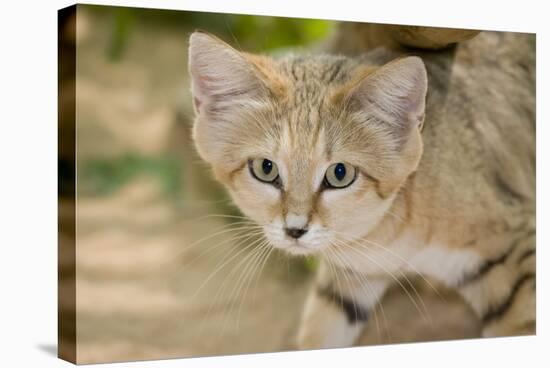 Sand Cat-null-Stretched Canvas