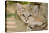 Sand Cat-null-Stretched Canvas