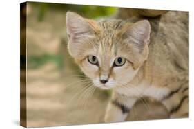 Sand Cat-null-Stretched Canvas