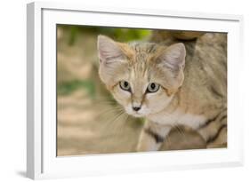 Sand Cat-null-Framed Photographic Print