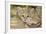 Sand Cat-null-Framed Photographic Print