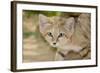 Sand Cat-null-Framed Photographic Print