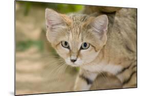 Sand Cat-null-Mounted Photographic Print