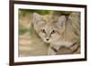 Sand Cat-null-Framed Photographic Print