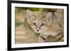 Sand Cat-null-Framed Photographic Print