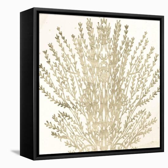 Sand Coral 2-Kimberly Allen-Framed Stretched Canvas