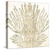 Sand Coral 2-Kimberly Allen-Stretched Canvas